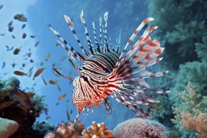 lionfish