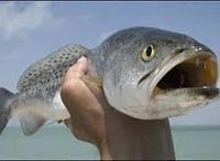 speckled-trout