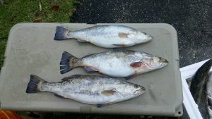 speckled trout