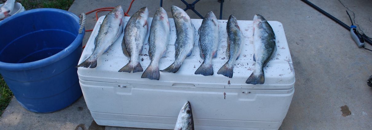 speckled trout out of venice