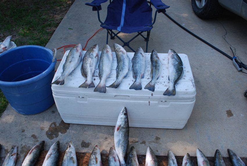 Speckled Trout Out of Venice LA