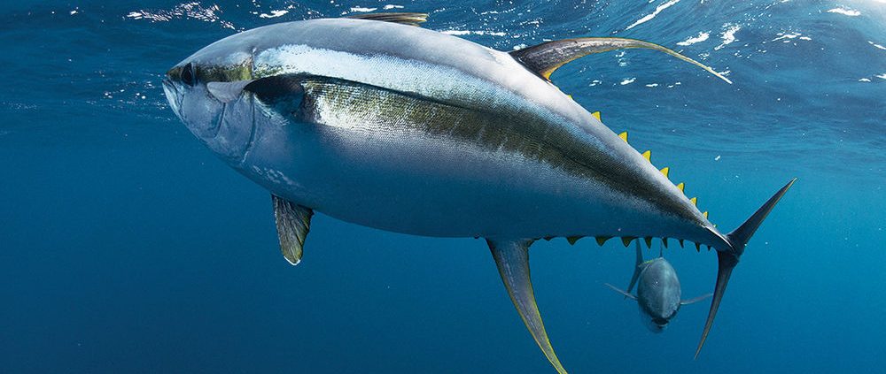 tuna fishing in louisiana