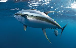 tuna fishing in louisiana