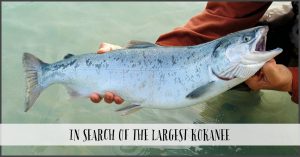In Search Of The Largest Kokanee