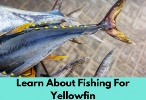 Fishing for Yellowfin