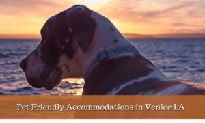 Great Dane dog gazing over the ocean at sunset in Venice, LA.
