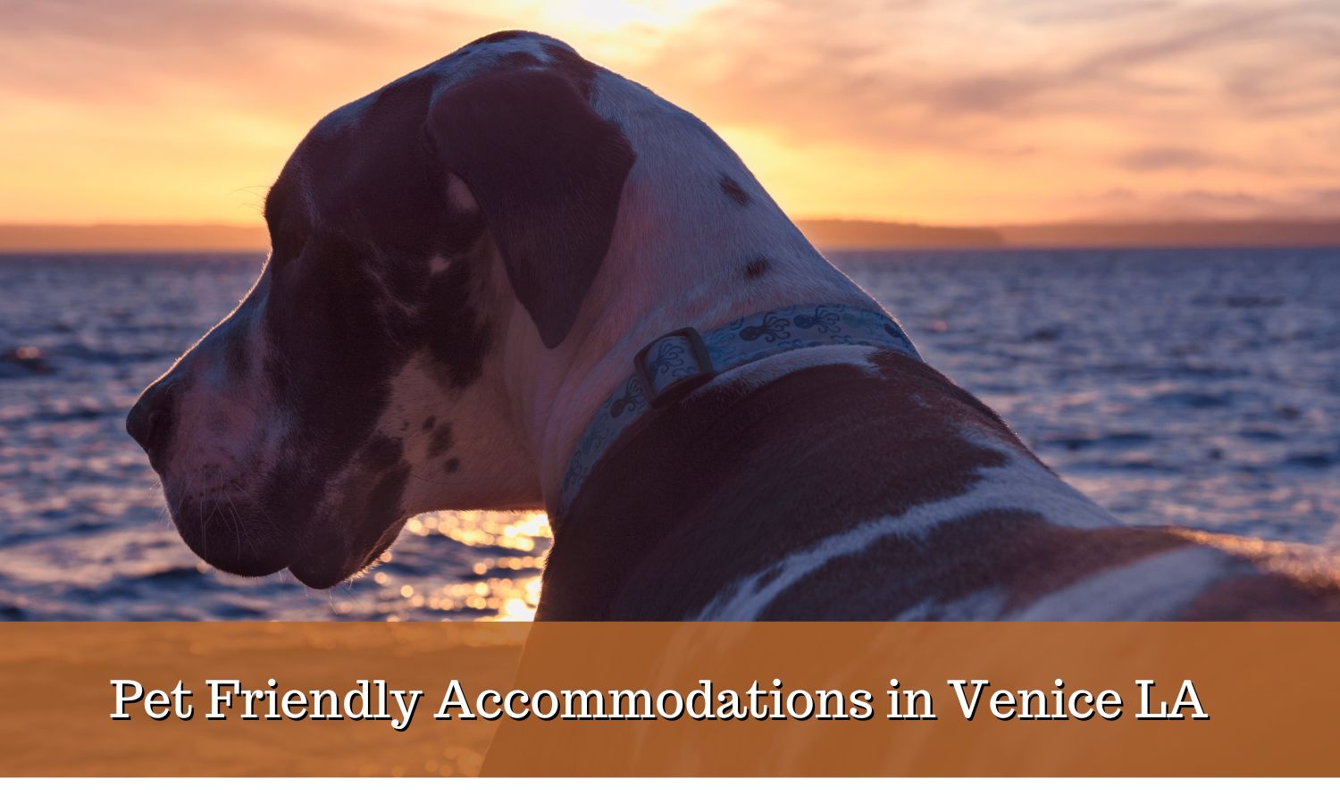 Pet Friendly Accommodations in Venice, LA for Anglers