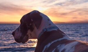 Great Dane dog gazing over the ocean at sunset in Venice, LA.